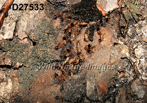 Nasutitermes corniger